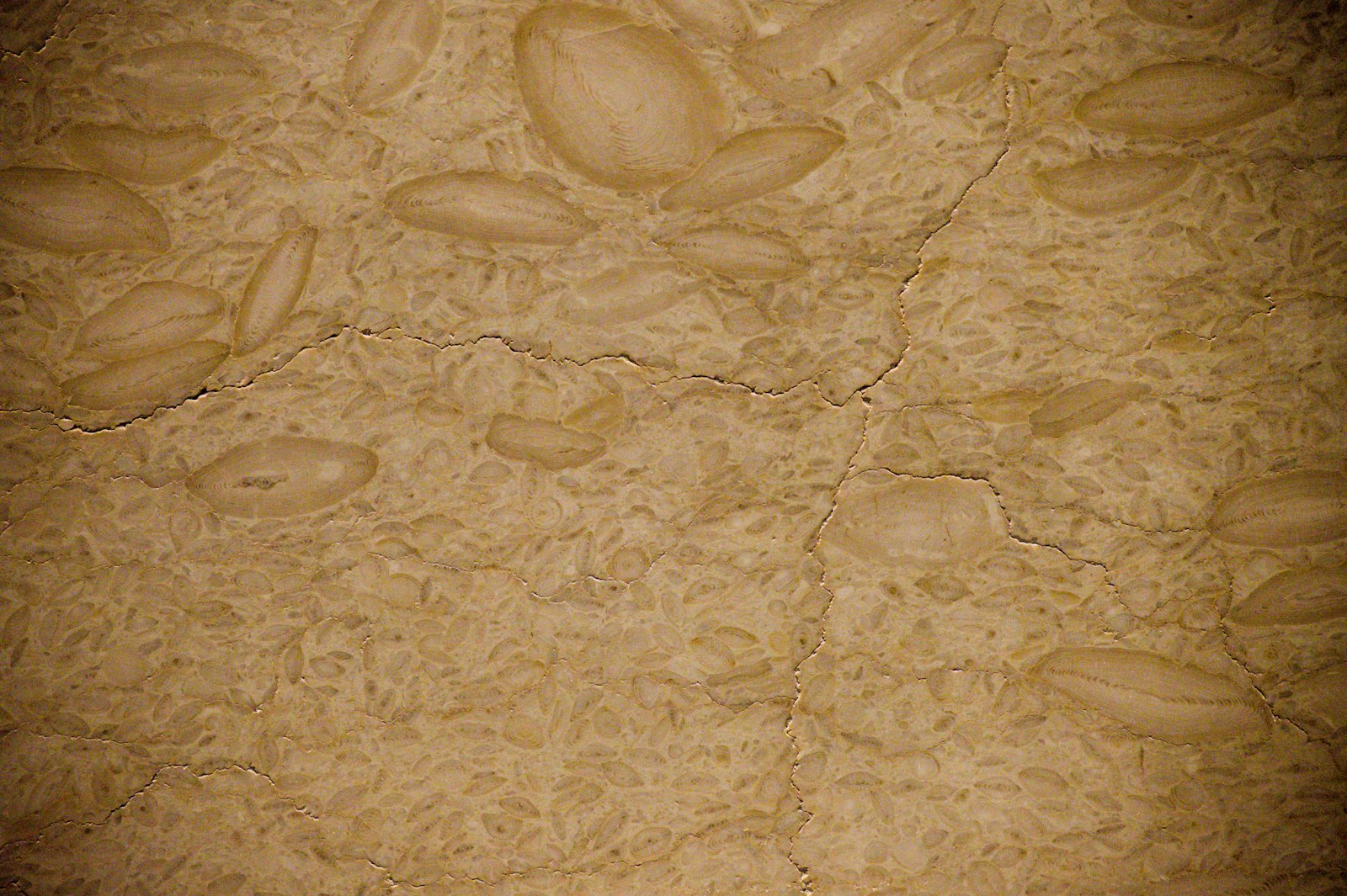 Mükemmel Mantar Risottosu Tarifi