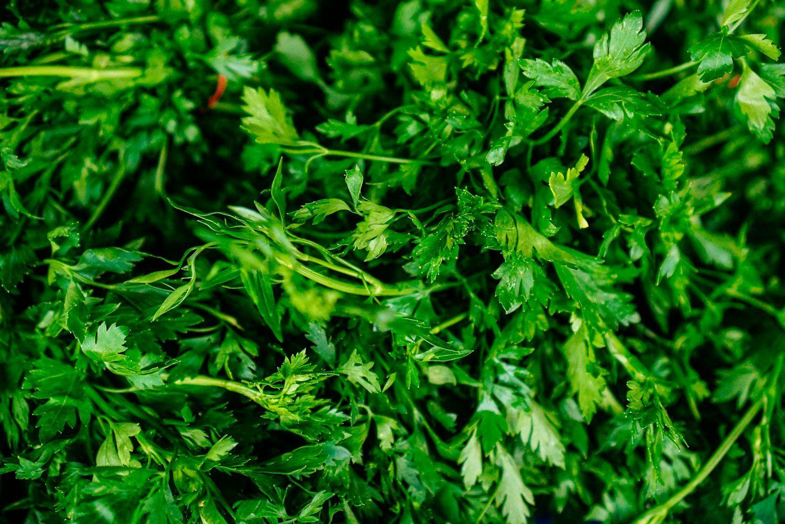 Nefis Rus Pelmeni Tarifi